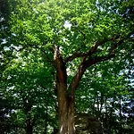 In Pietra E Legno Con Caminetto 아파트 Inverso Pinasca
