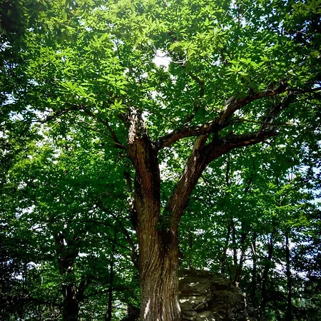 In Pietra E Legno Con Caminetto Lägenhet Inverso Pinasca
