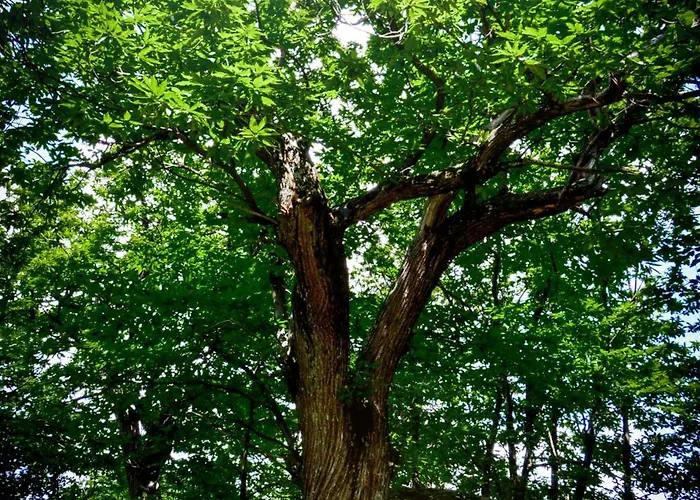 In Pietra E Legno Con Caminetto דירה Inverso Pinasca